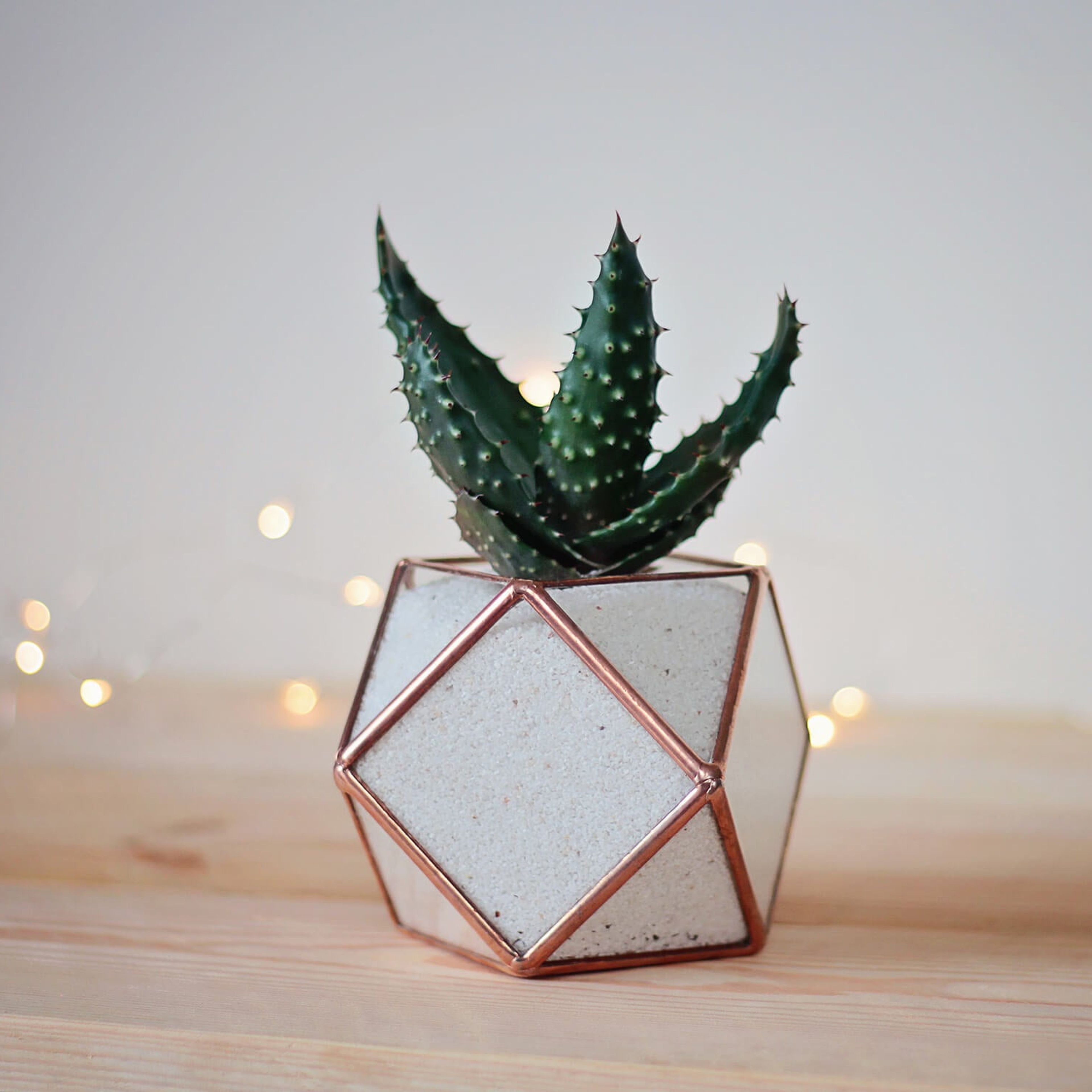 Geometric Glass Succulent Planter | Cubicle Decor