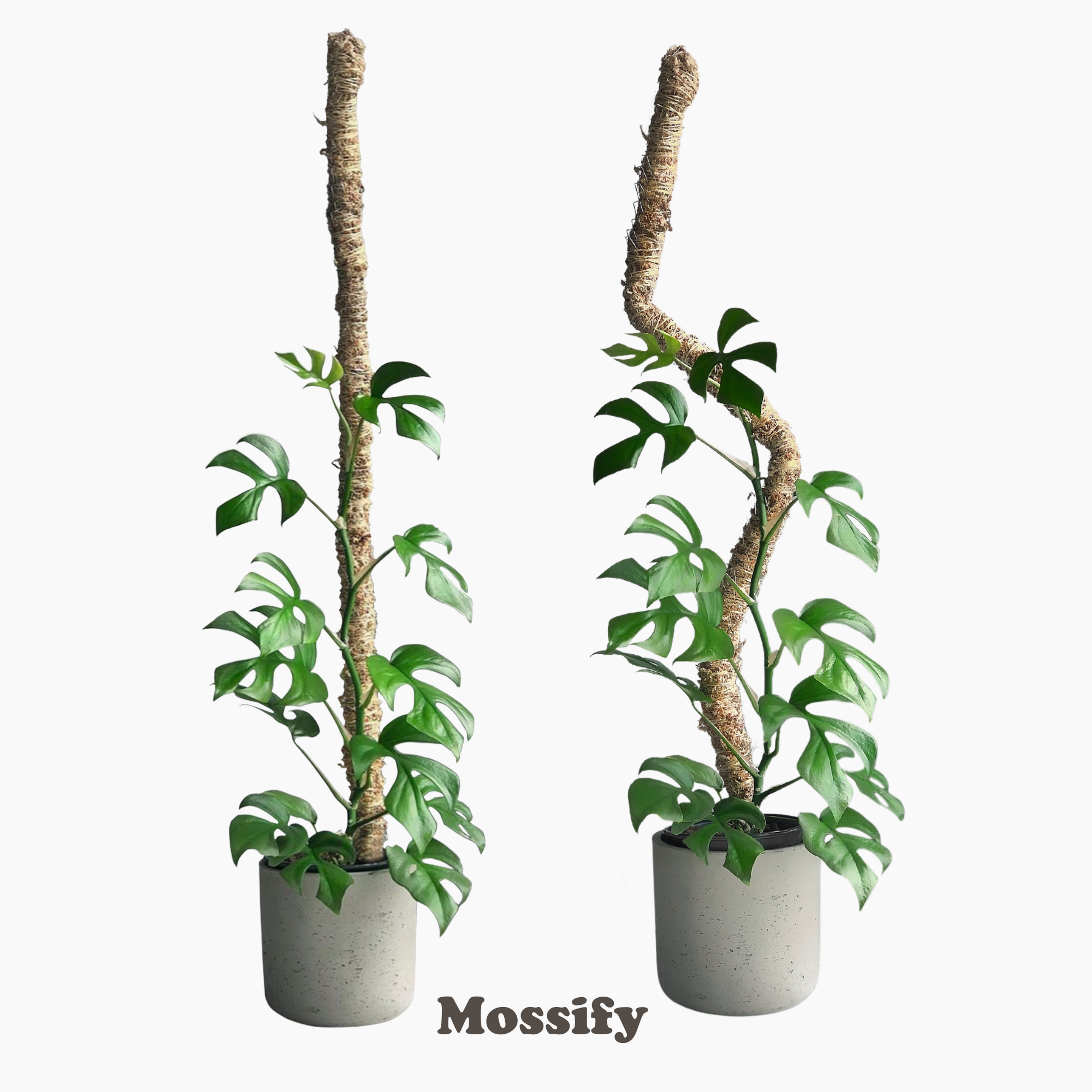 The Original Bendable Moss Pole - Best Seller (Pins Included)