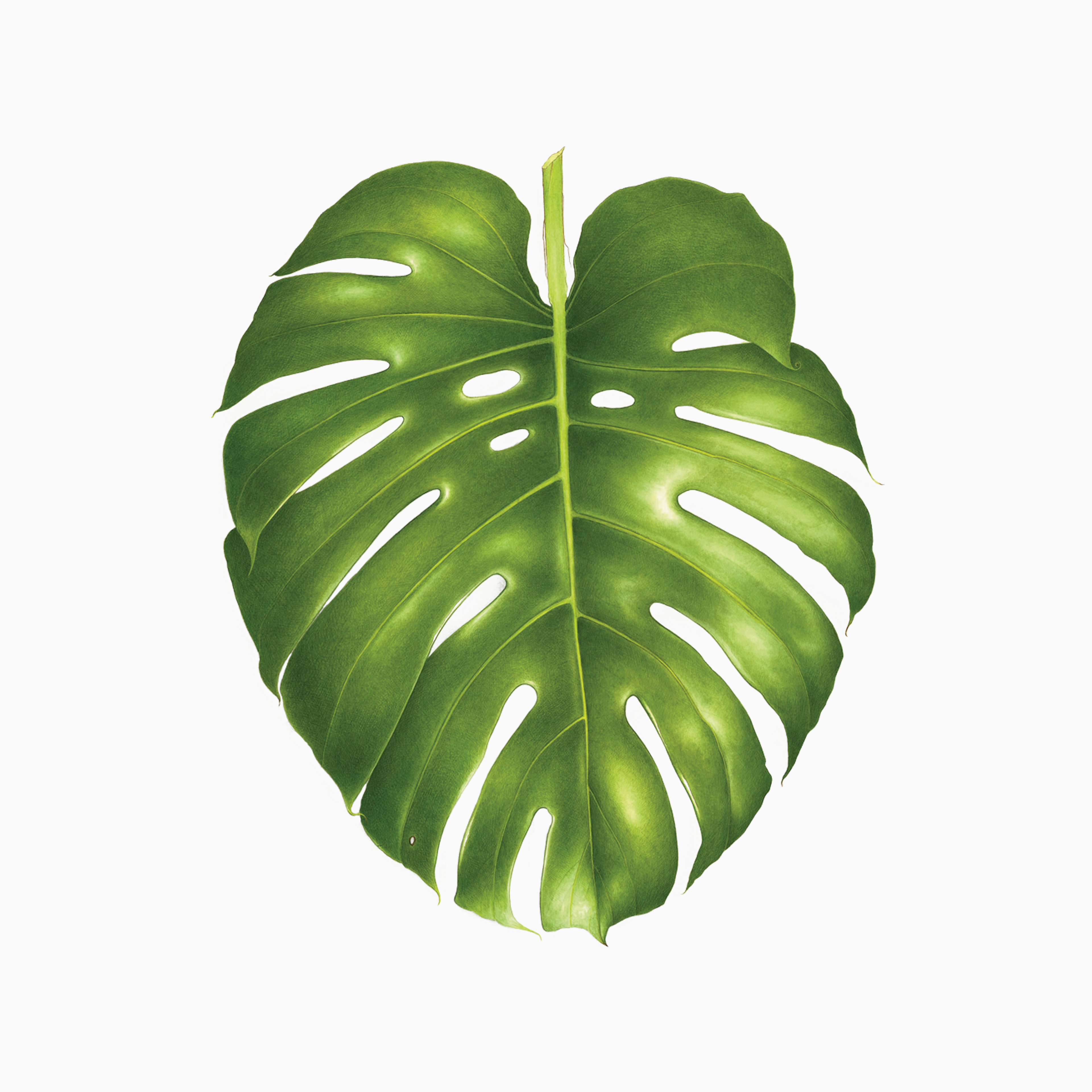 Philodendron Monstera Tattoo