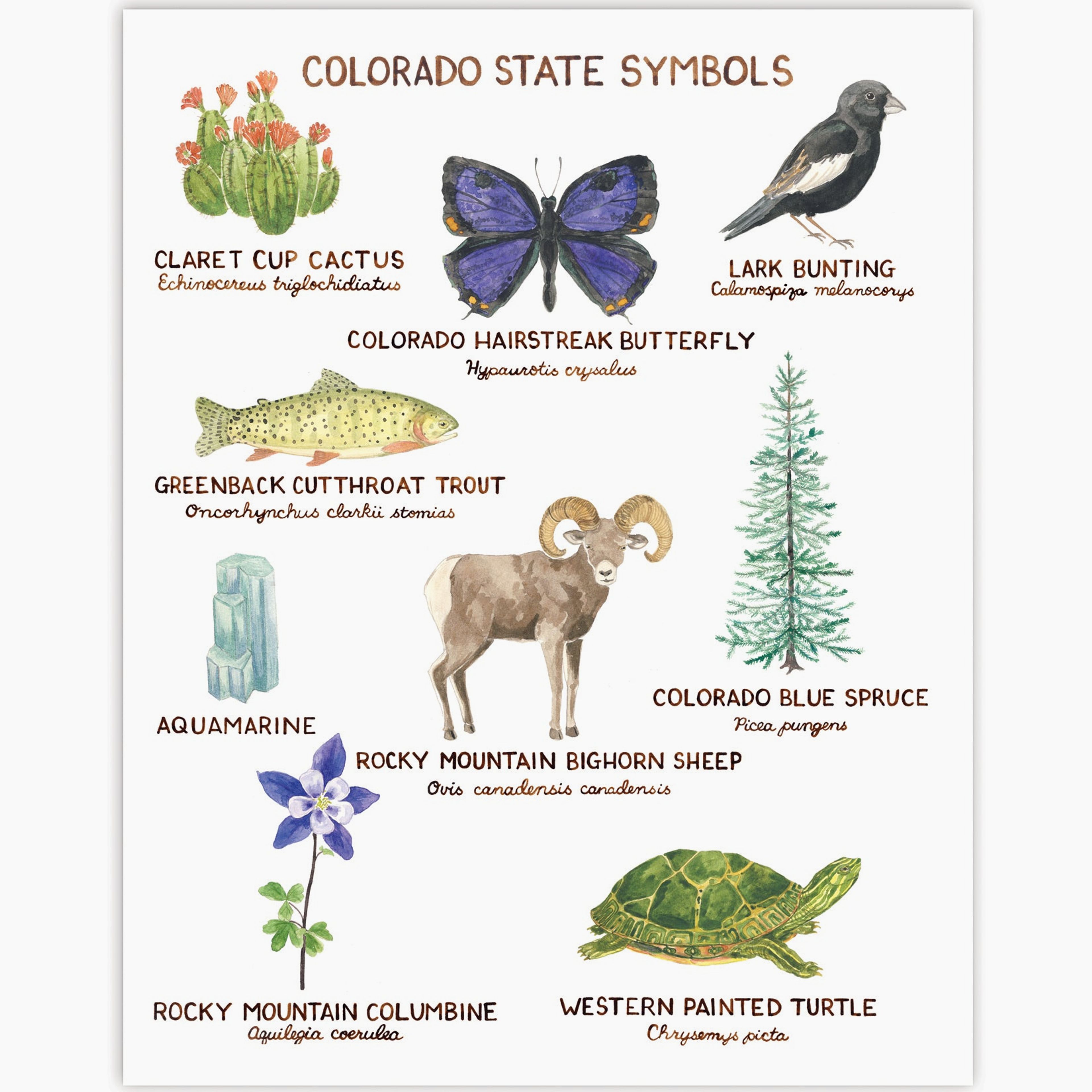 Colorado State Symbols Art Print