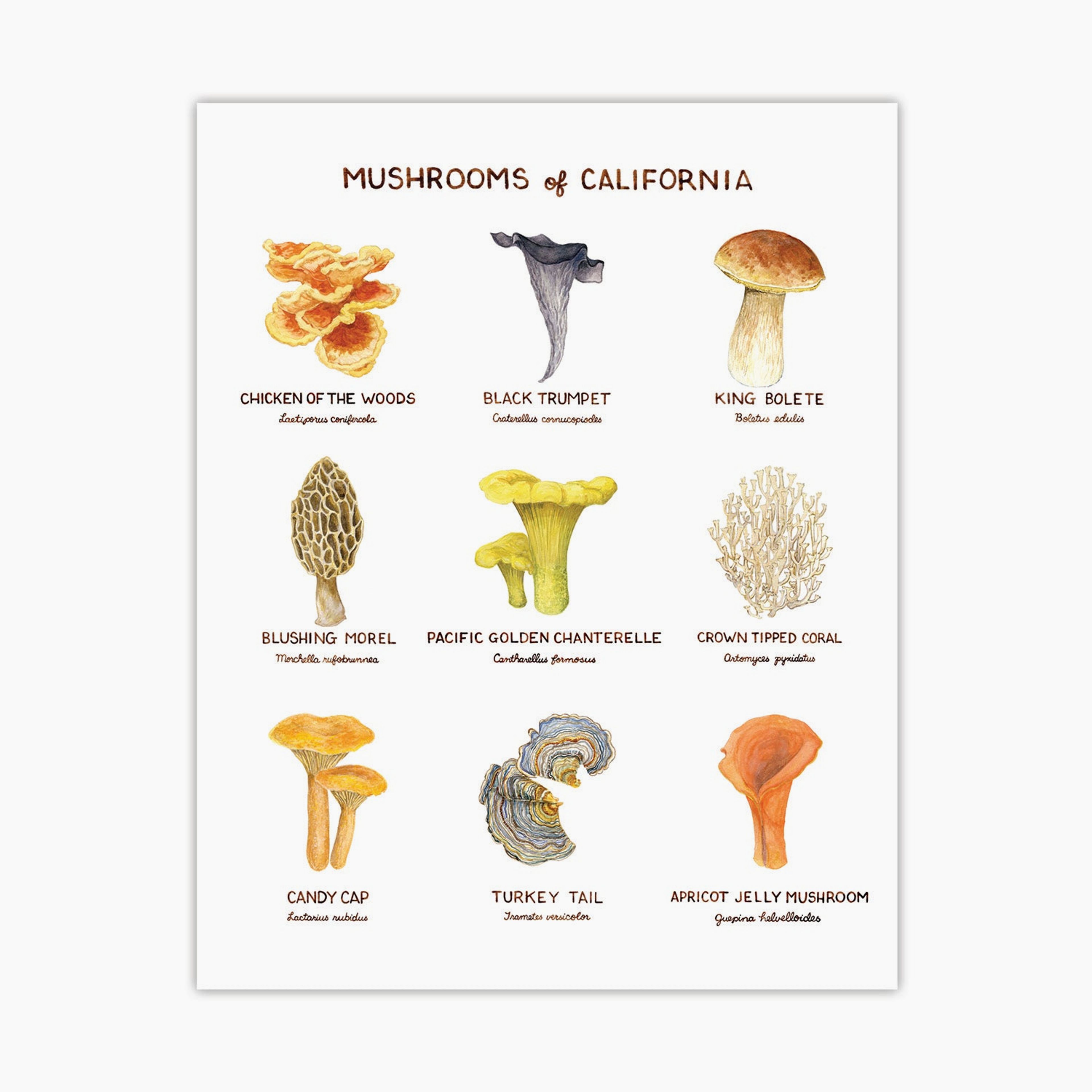 Mushrooms of California Art Print