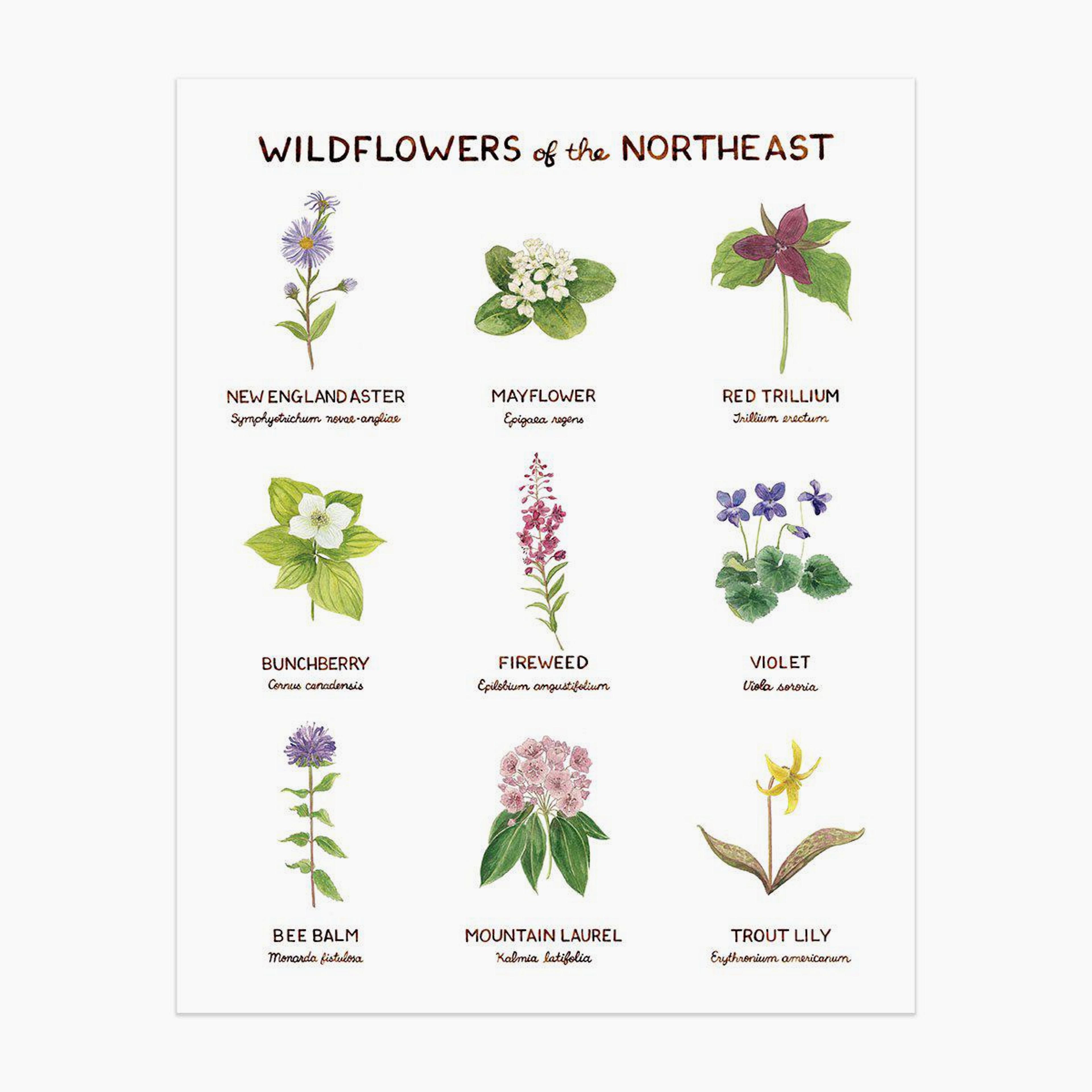 Wildflowers of the Northeast Art Print