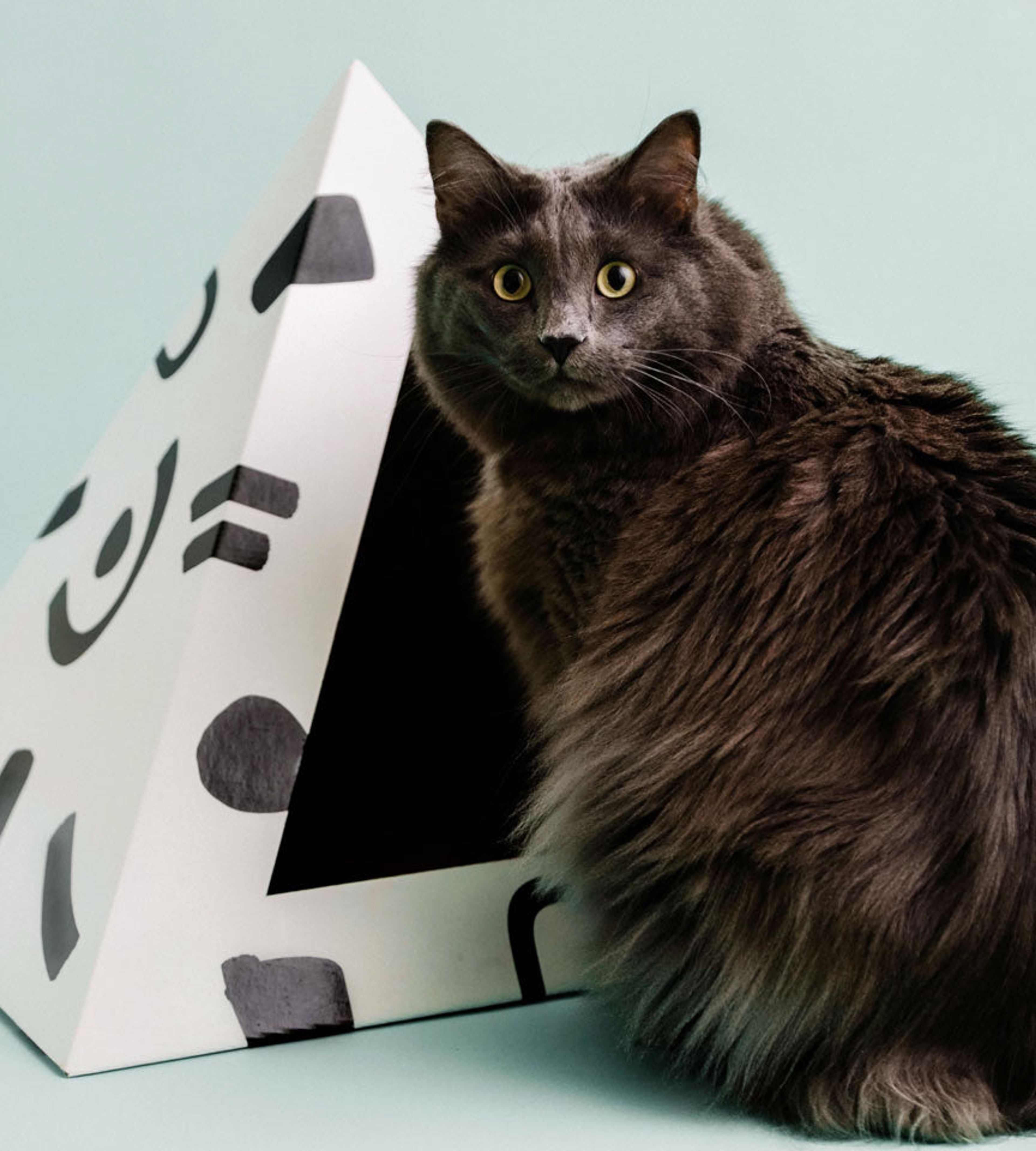Design-Minded Cat Furniture & Toys to Treat Your Cat to
