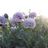 Breadseed Poppy Lilac Peony