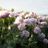 Breadseed Poppy Lilac Peony