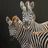 Mother & Foal Zebras | Fine Art Print