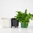Pothos Placed In Lechuza Cube 16 Planter - White