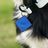 Sky Blue QALO Collar & Classic Navy TraQ Dog ID Set