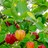 Barbados Cherry (Malpighia emarginata)