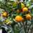 Calamondin (Citrus × Citrofortunella microcarpa)