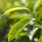 Green Tea (Camellia sinensis)