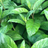 Longevity Spinach (Gynura procumbens)