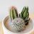 Friends Forever Cactus Trio + Handmade Ceramic Planter