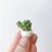 Lino Mini Cactus + Handmade Ceramic Planter