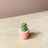 Lino Mini Cactus + Handmade Ceramic Planter