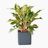 Aglaonema Pink Placed In Lechuza Cube 16 Planter - Slate