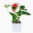 Anthurium Placed In Lechuza Cube 16 Planter - White