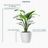 Bird of Paradise Plant Potted In Lechuza Classico Planter - White