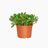 Jade Plant In 6" Nursery Pot