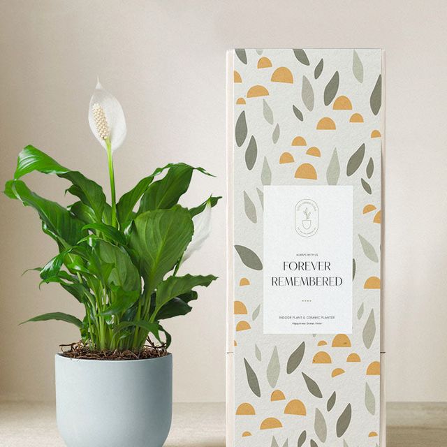 Forever Remembered Peace Lily Plant