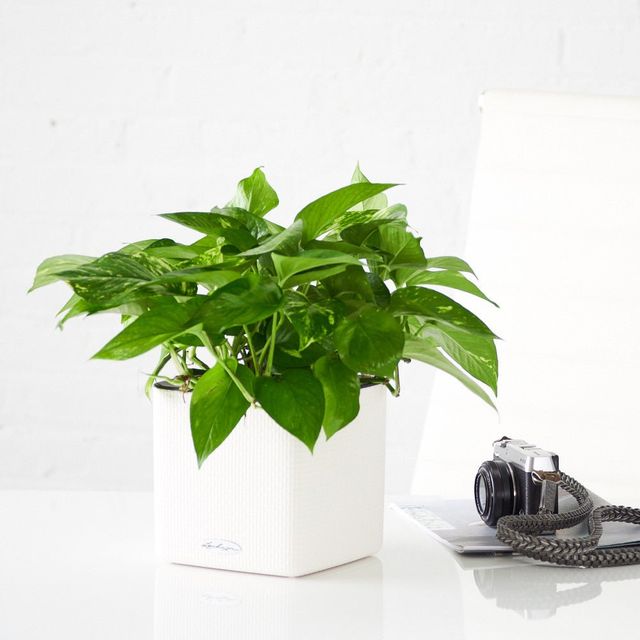 Pothos Placed In Lechuza Cube 16 Planter - White