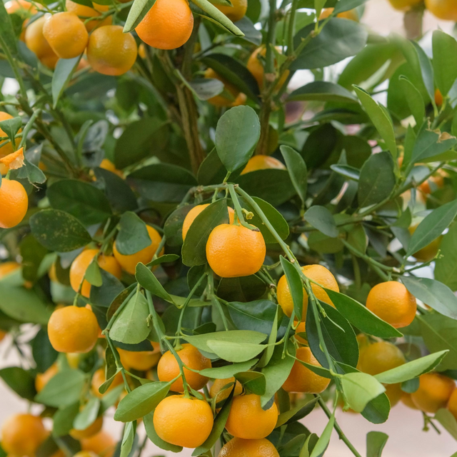 Calamondin (Citrus × Citrofortunella microcarpa)