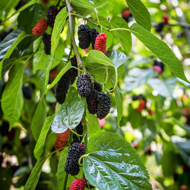 Mulberry 'Everbearing' (Morus nigra)