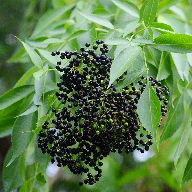 Elderberry, Florida Native (Sambucus canadensis)