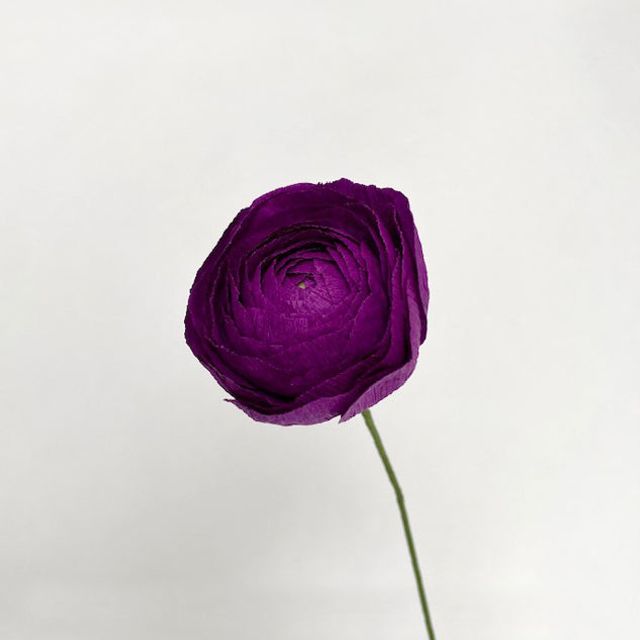 Ranunculus Single Bloom