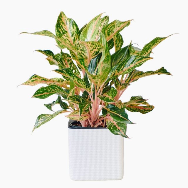 Aglaonema Pink Placed In Lechuza Cube 16 Planter - White