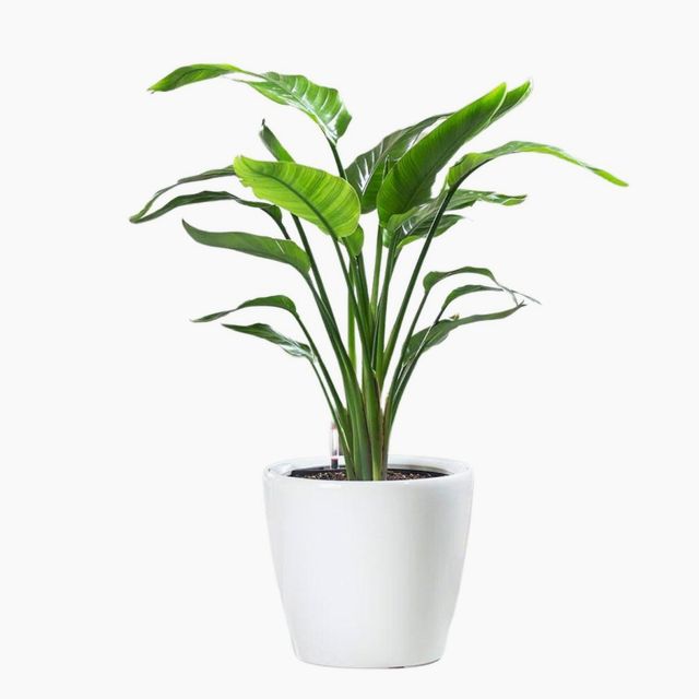Bird of Paradise Plant Potted In Lechuza Classico Planter - White