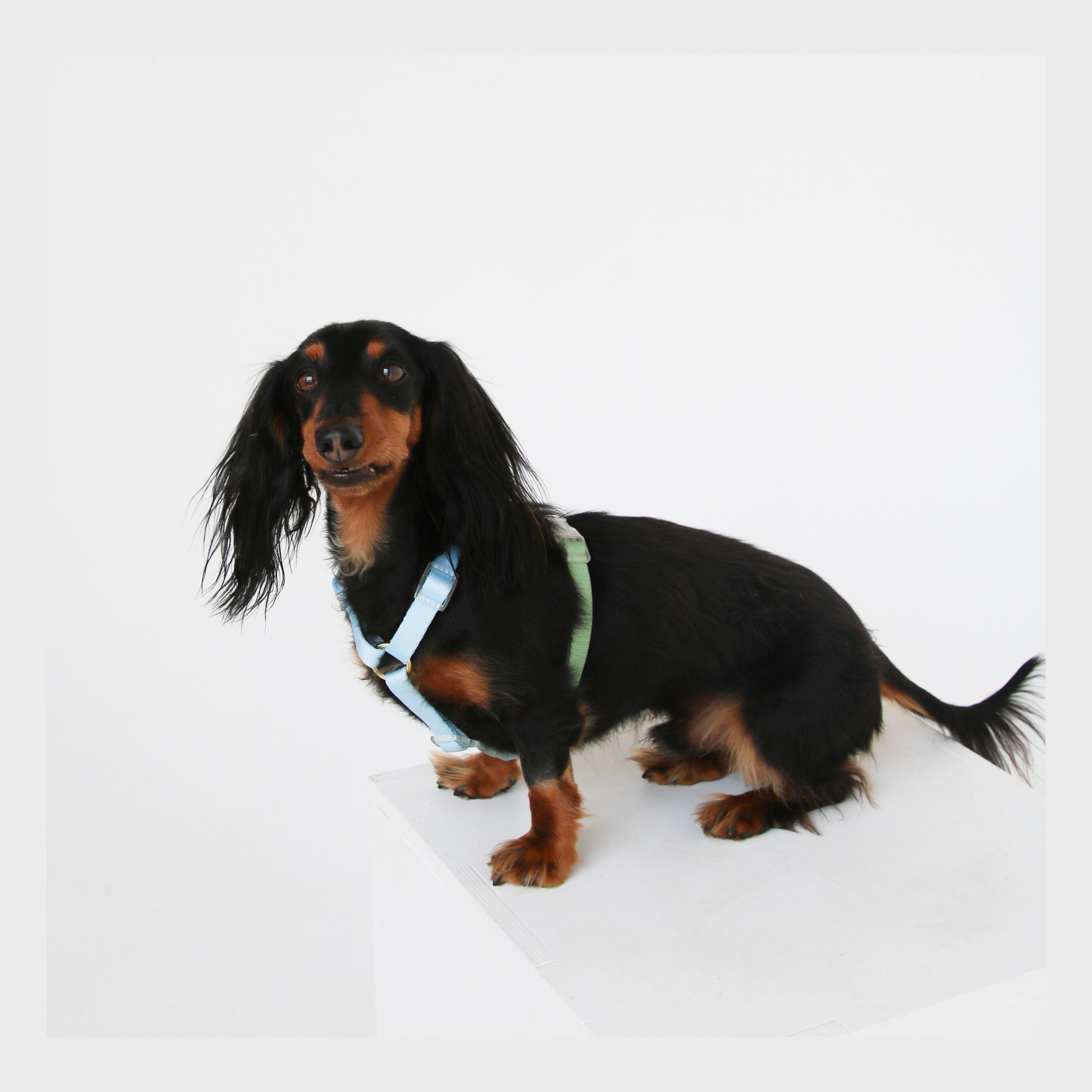 Blue and Sage Green - Dog Harness
