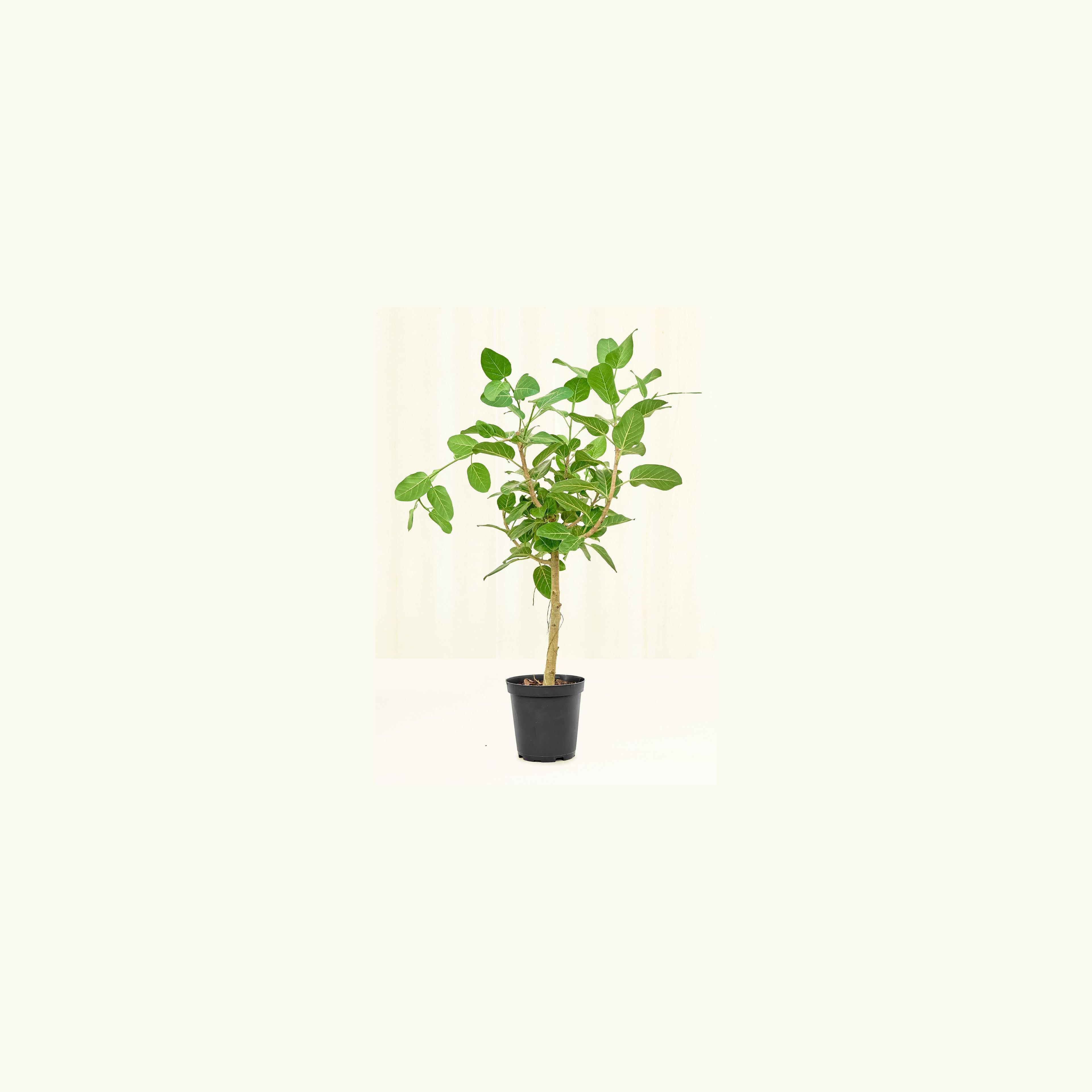 Ficus 'Audrey', Large