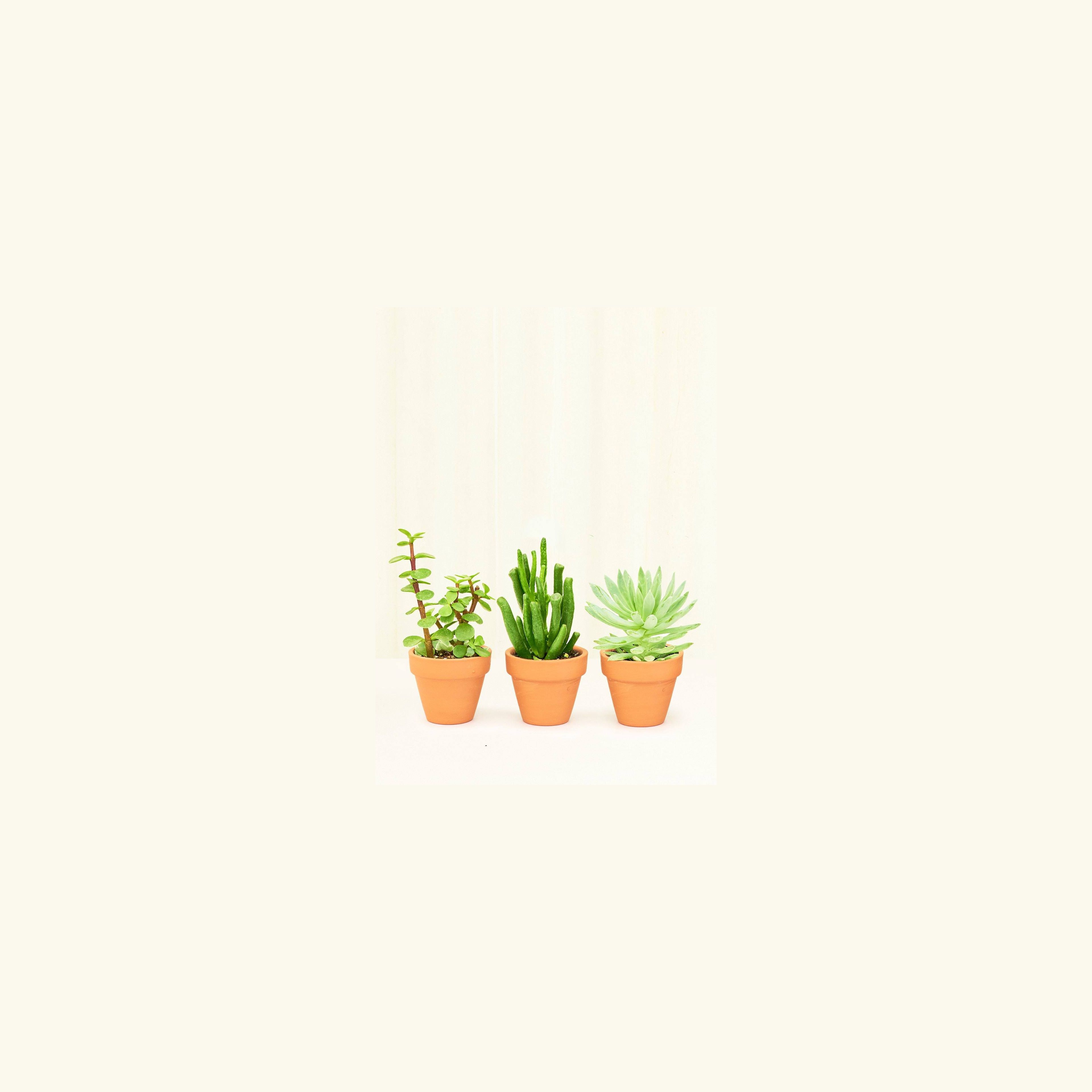 Baby Desert Box + Planter Set