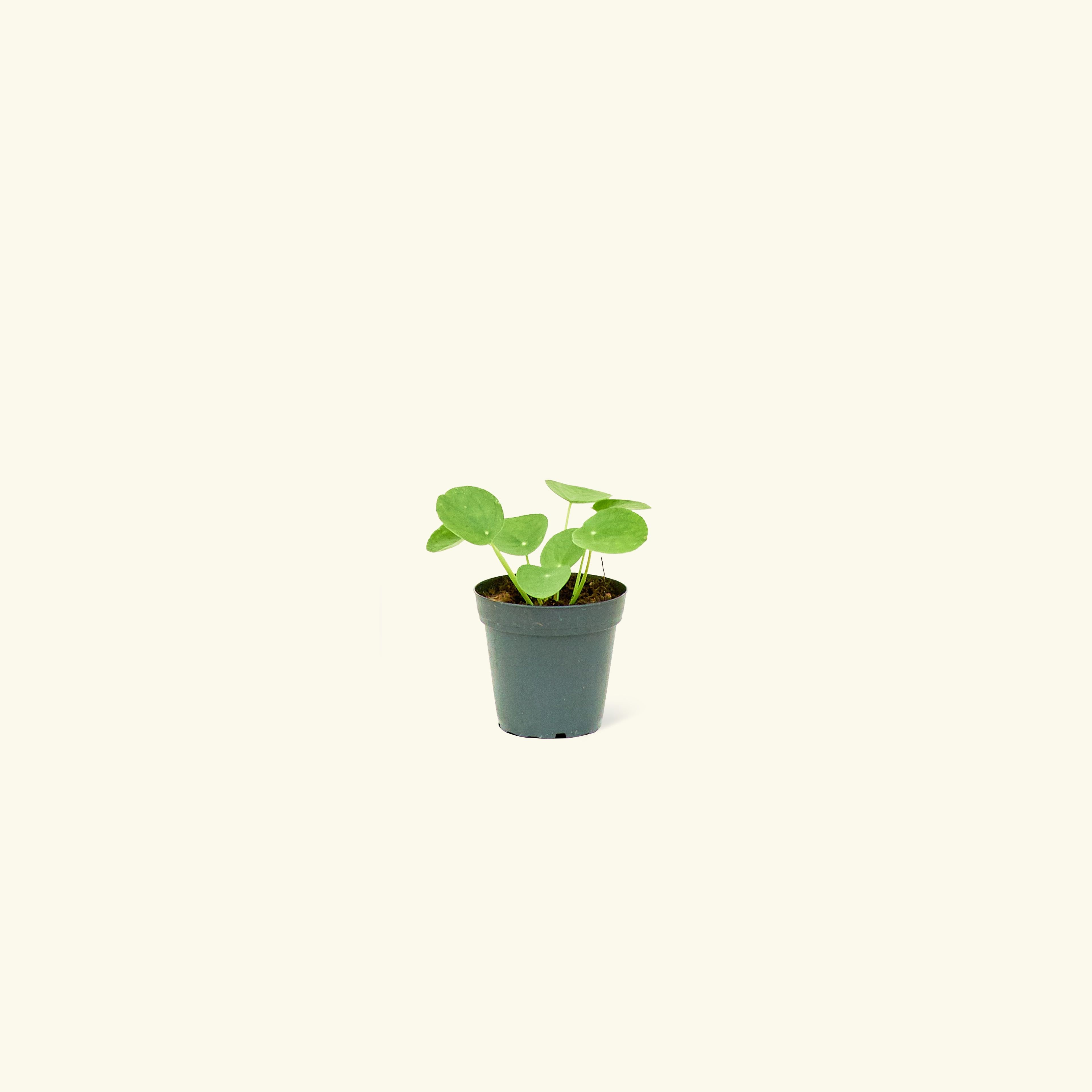 Chinese Money Plant, Small