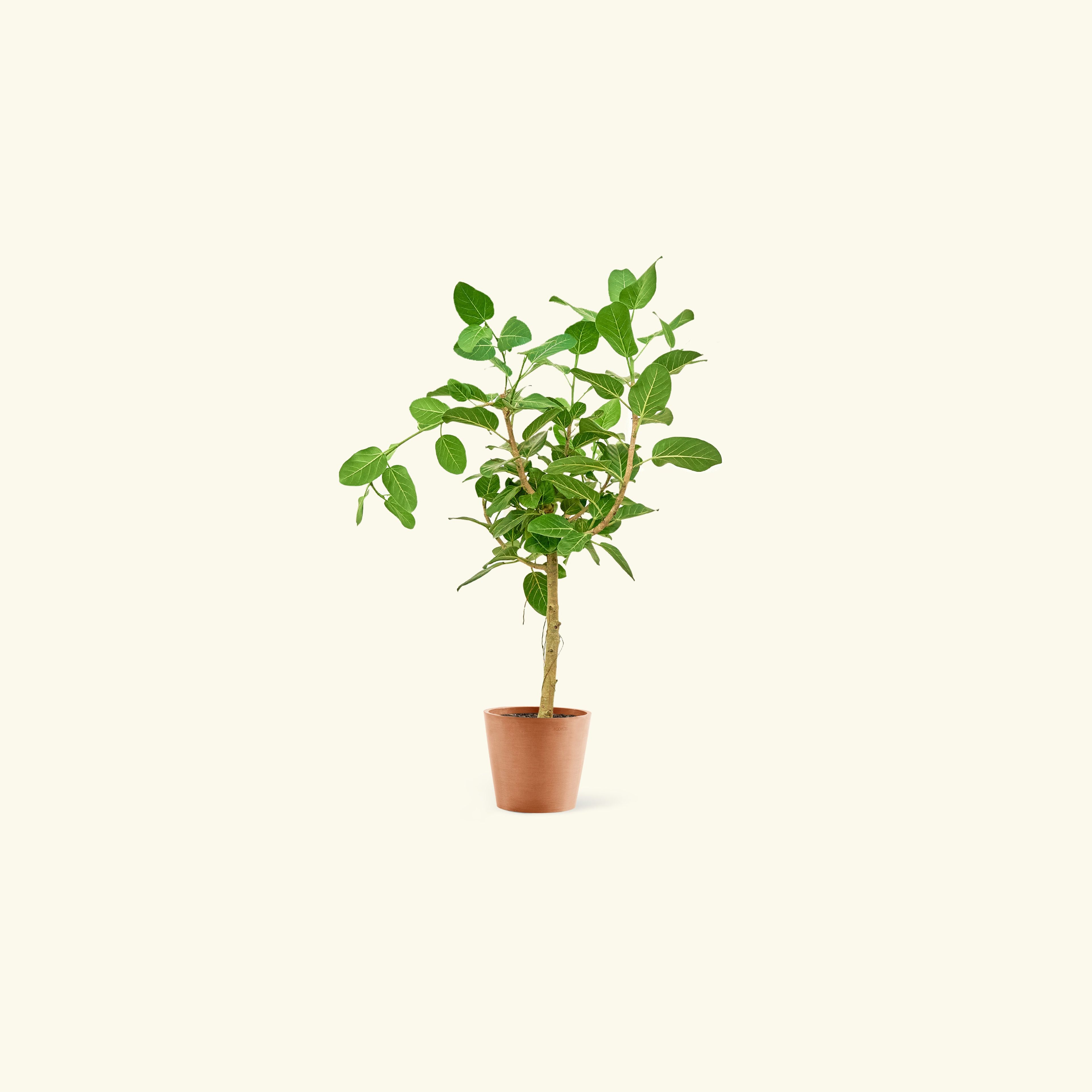 Ficus 'Audrey', Large