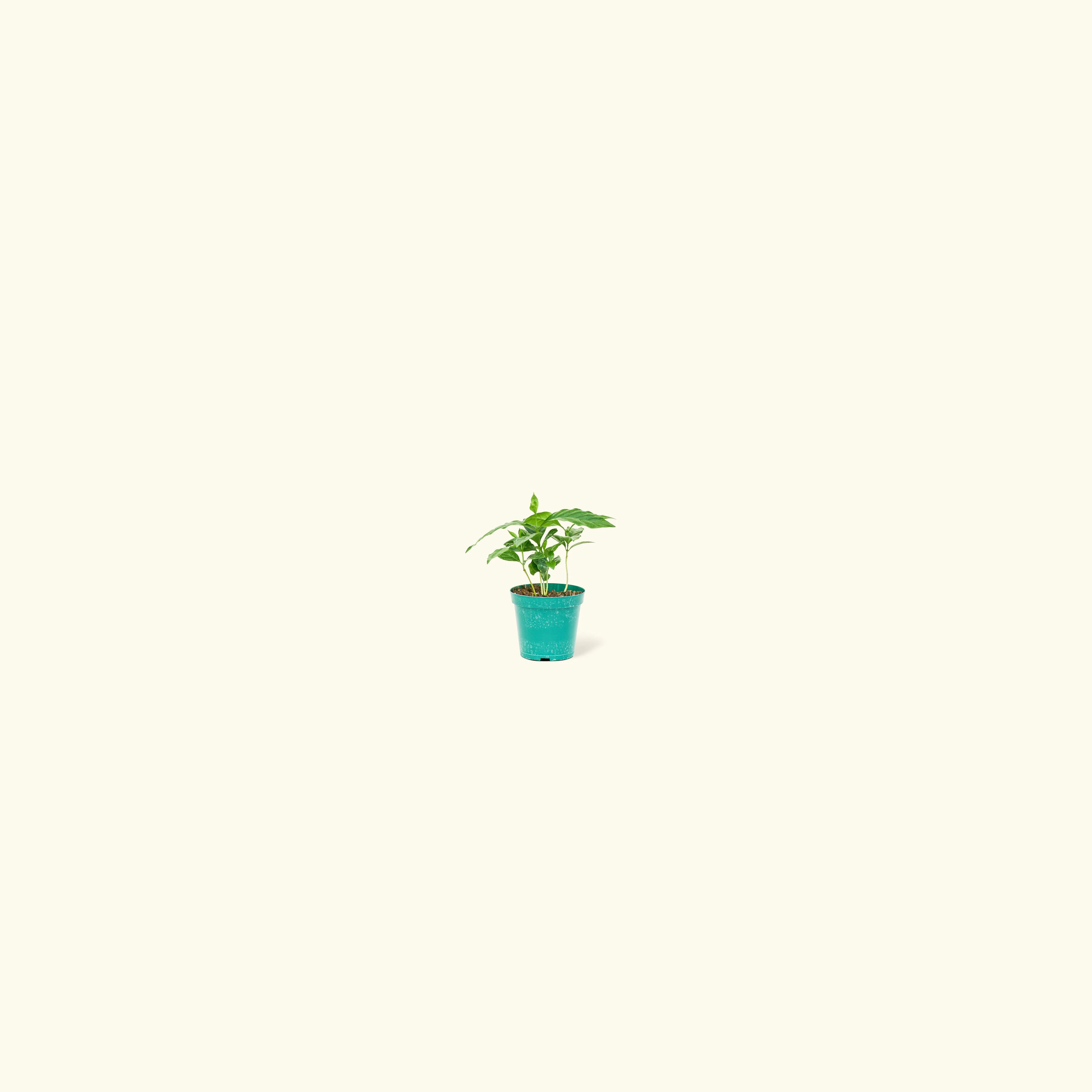Coffee Plant, Small