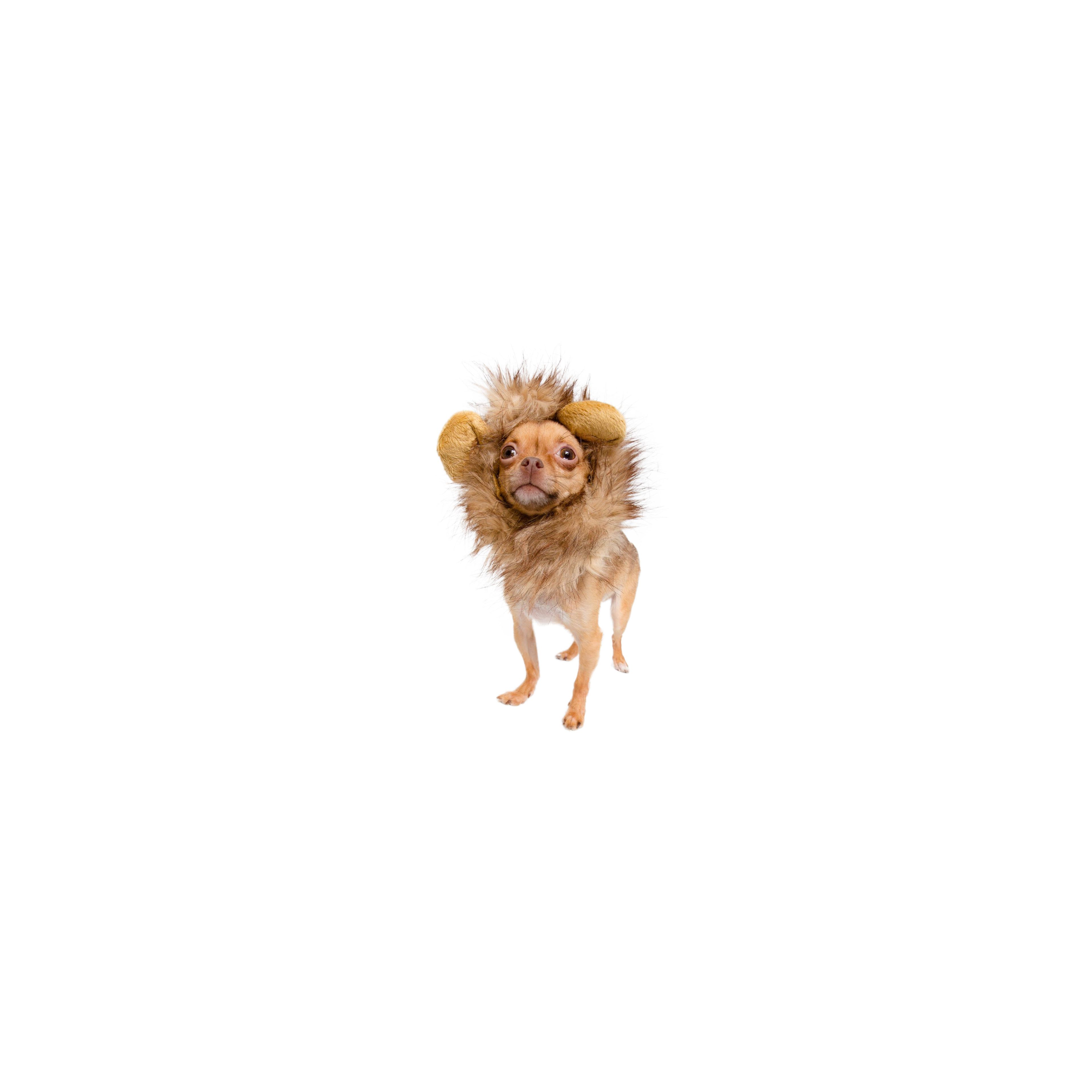Lion Mane Small Dog Costume