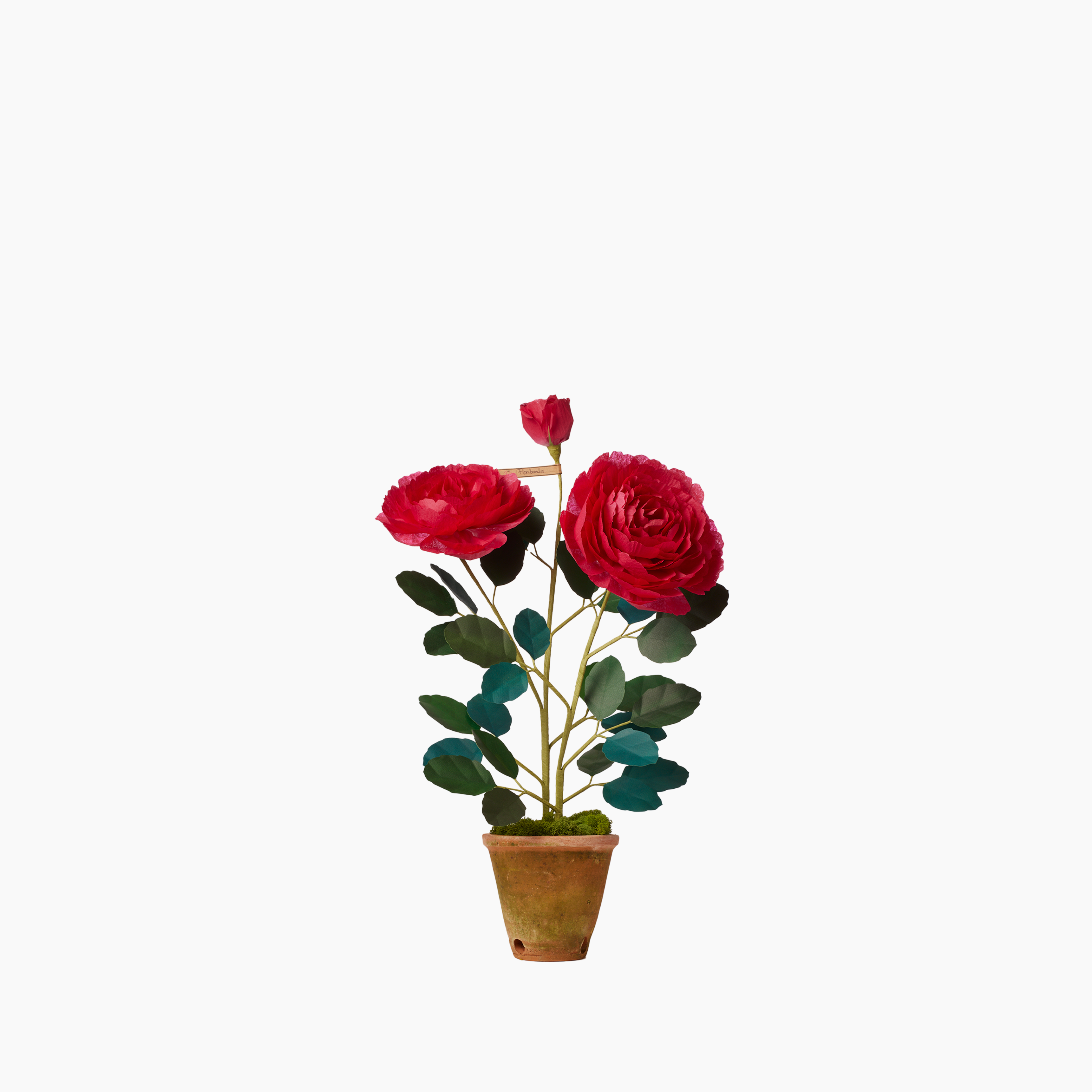 Floribunda Rose Plant