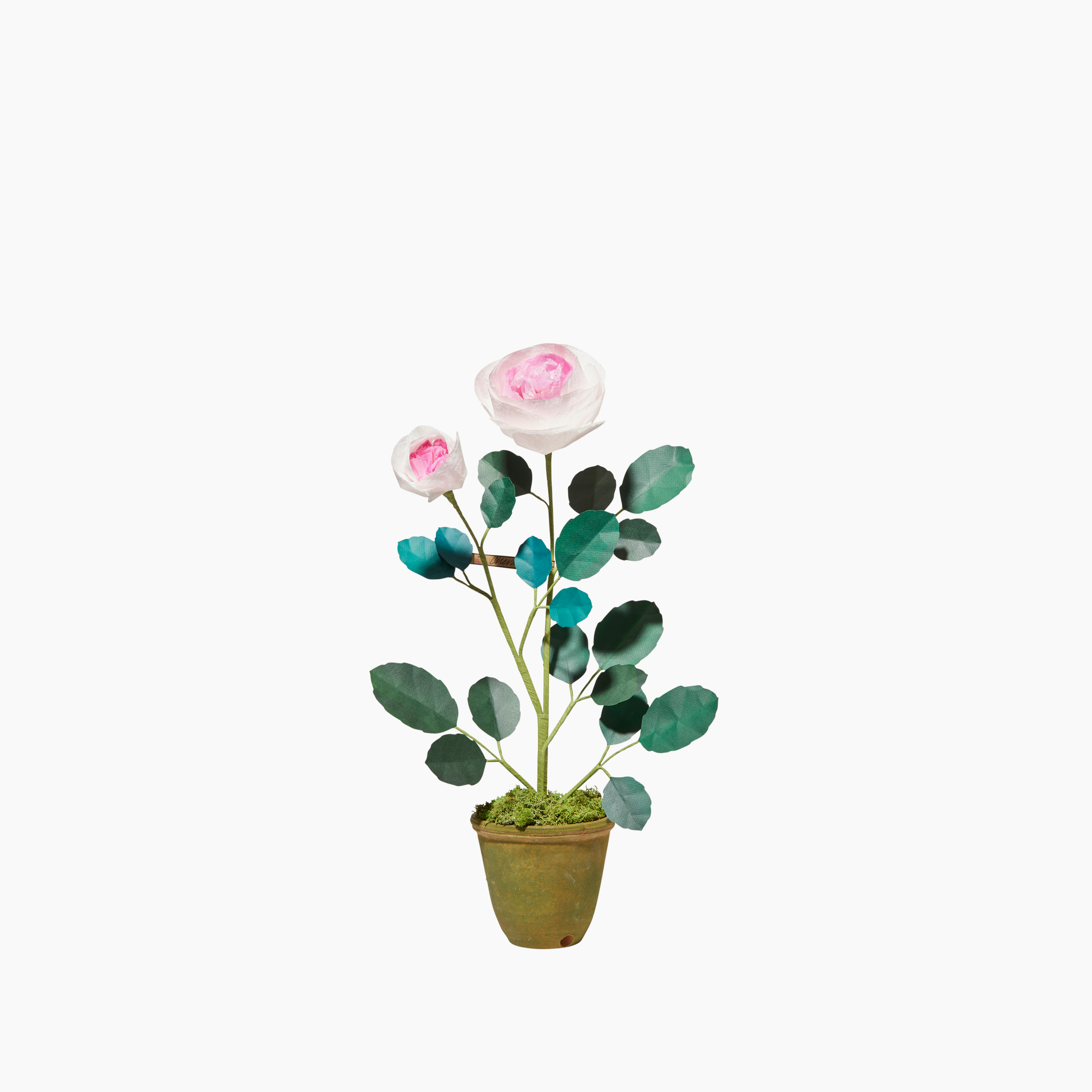 Mini Chevalier Rose Plant