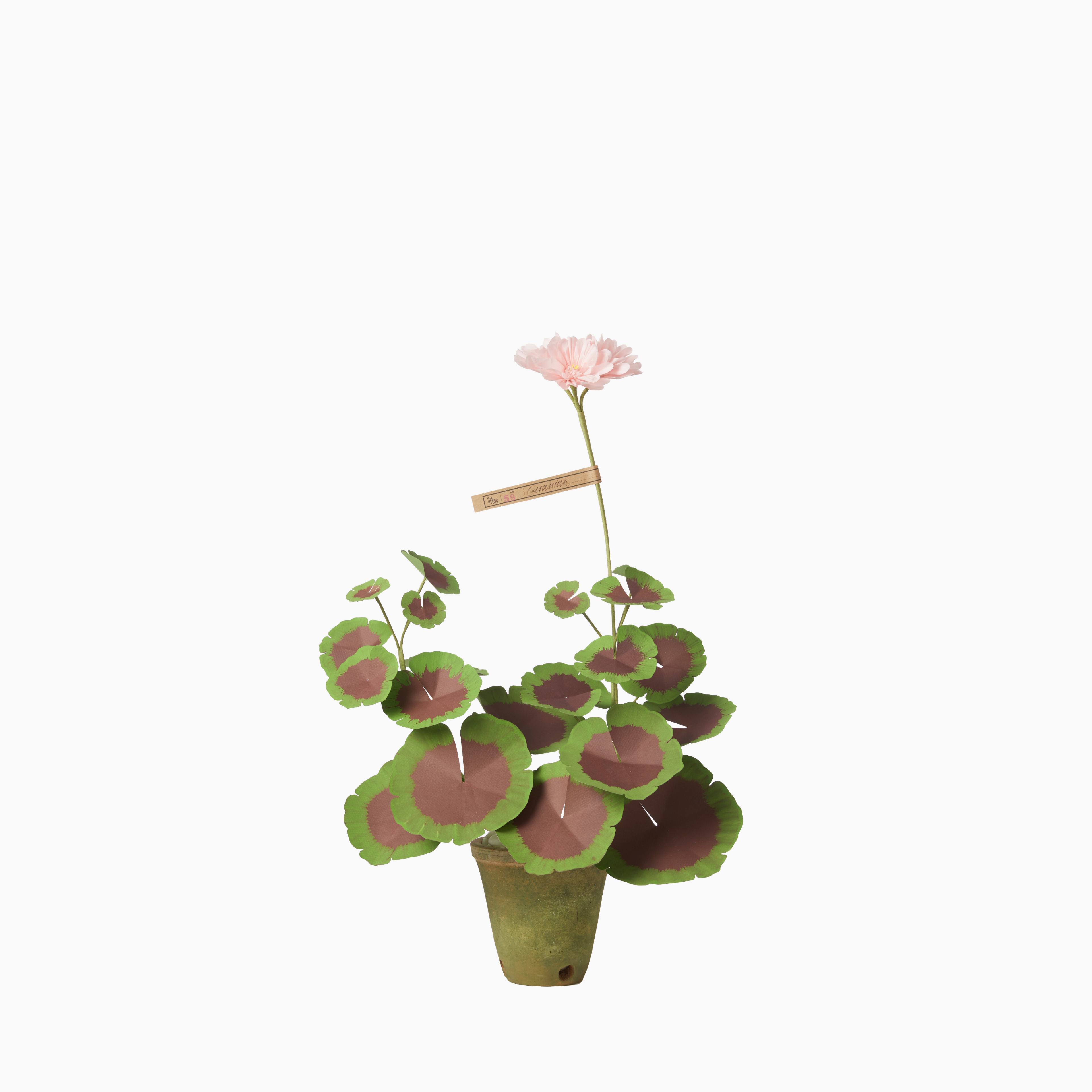 Mini Two-Tone Geranium Plant