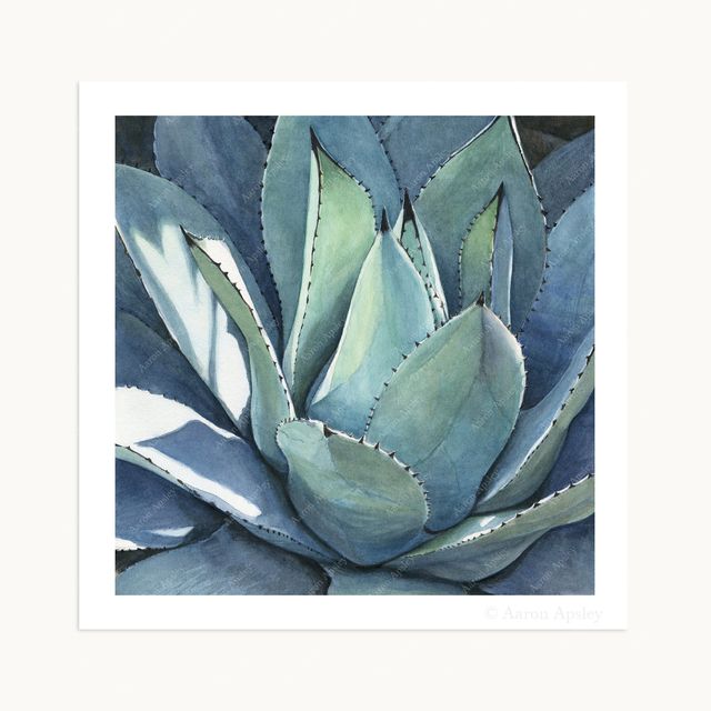 Agave parryi Print