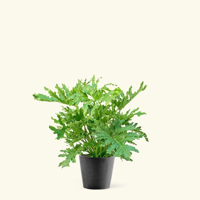 Philodendron 'Lickety Splitz', Large