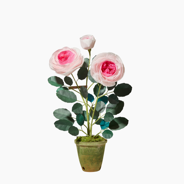 Chevalier Rose Plant