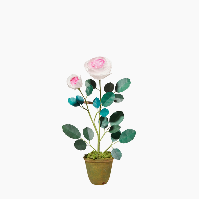 Mini Chevalier Rose Plant