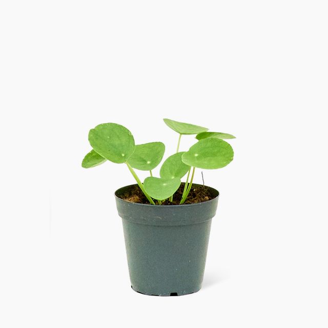 Pilea Plant, Small