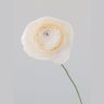 Ranunculus Single Bloom